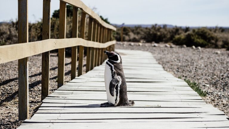 Die Pinguin-Geschichte: Watschelst du noch oder schwimmst du schon?