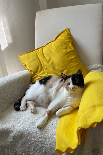 Sessel in gelb mit Katze - gelb Brandingfarbe strahlen im innen und außen