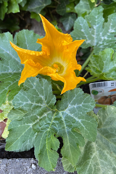 Kürbis Blüte Orange Symbol für Erdung und Wachstum